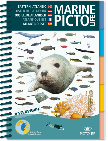 Pictolife marin de l'Atlantique Est