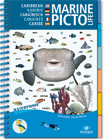 Pictolife marin des Caraïbes