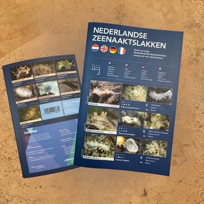 Nederlandse Zeenaaktslakken